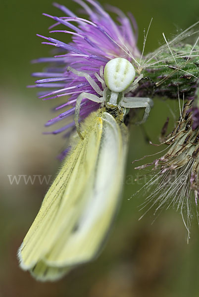 Veränderliche Krabbenspinne (Misumena vatia)