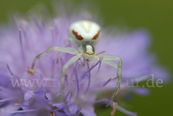 Veränderliche Krabbenspinne (Misumena vatia)