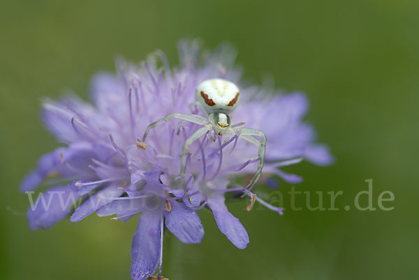 Veränderliche Krabbenspinne (Misumena vatia)