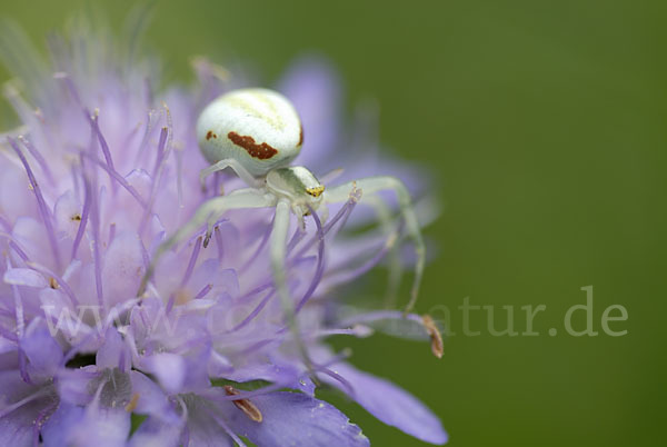 Veränderliche Krabbenspinne (Misumena vatia)