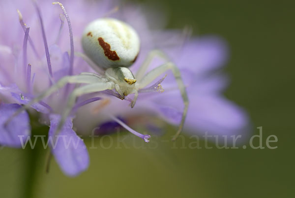 Veränderliche Krabbenspinne (Misumena vatia)