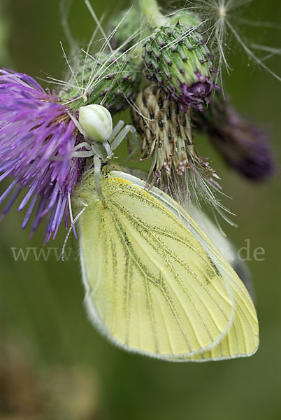 Veränderliche Krabbenspinne (Misumena vatia)