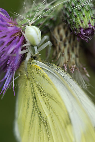 Veränderliche Krabbenspinne (Misumena vatia)