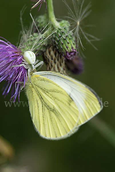 Veränderliche Krabbenspinne (Misumena vatia)