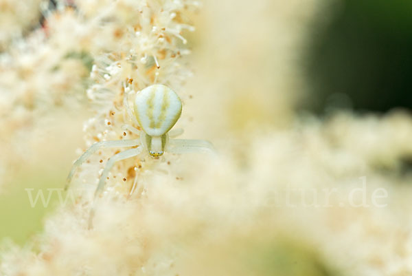 Veränderliche Krabbenspinne (Misumena vatia)