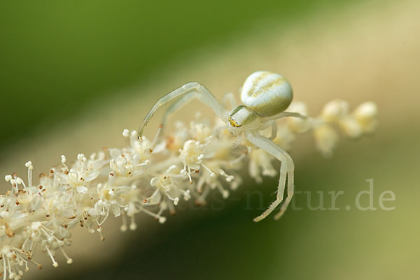 Veränderliche Krabbenspinne (Misumena vatia)