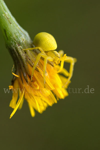 Veränderliche Krabbenspinne (Misumena vatia)