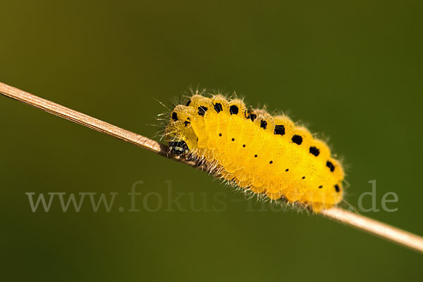 Veränderliches Widderchen (Zygaena ephialtes)