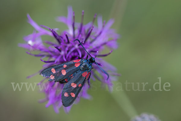 Veränderliches Widderchen (Zygaena ephialtes)