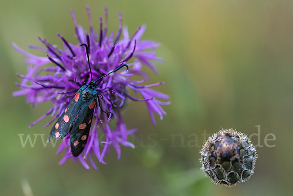 Veränderliches Widderchen (Zygaena ephialtes)