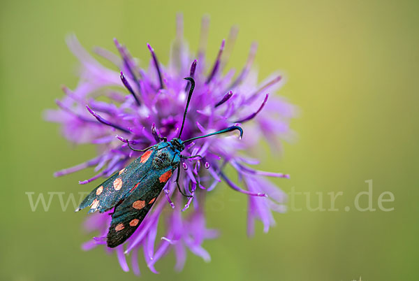 Veränderliches Widderchen (Zygaena ephialtes)