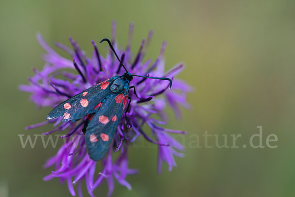 Veränderliches Widderchen (Zygaena ephialtes)