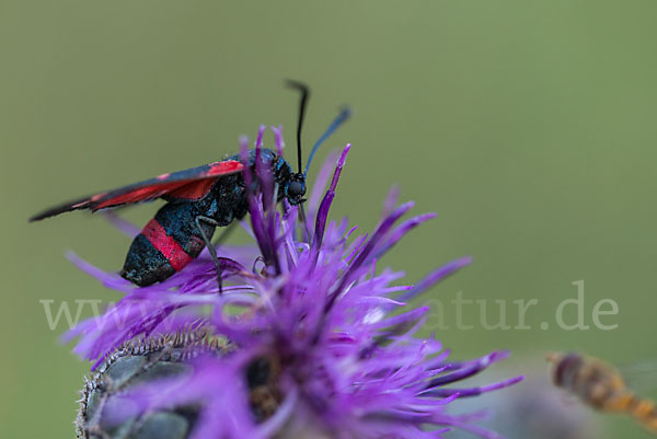 Veränderliches Widderchen (Zygaena ephialtes)