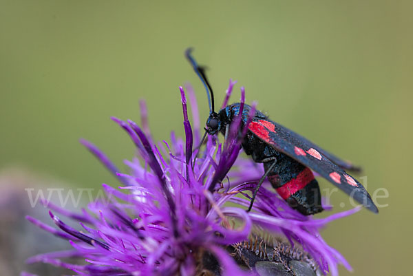 Veränderliches Widderchen (Zygaena ephialtes)