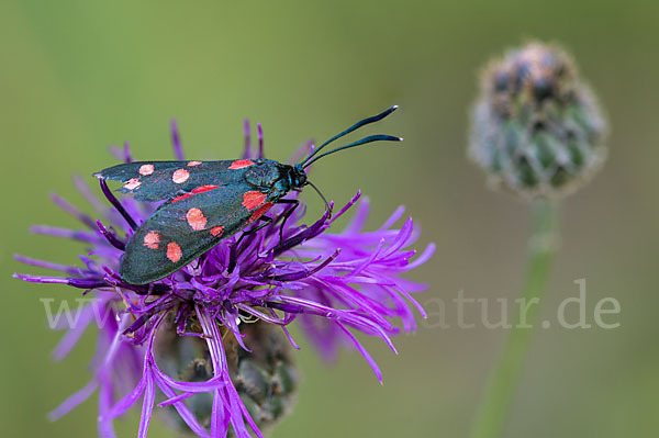 Veränderliches Widderchen (Zygaena ephialtes)