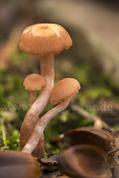 Verdrehter Rübling (Rhodocollybia prolixa)