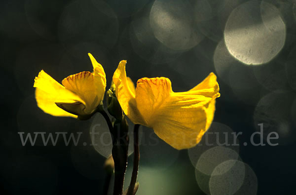 Verkannter Wasserschlauch (Utricularia australis)