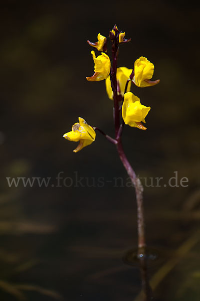 Verkannter Wasserschlauch (Utricularia australis)