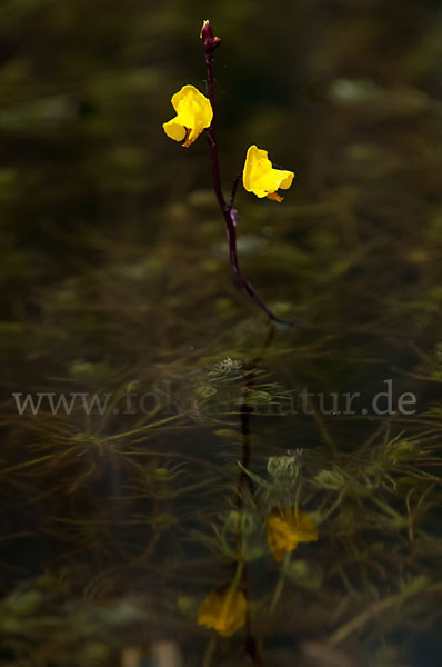 Verkannter Wasserschlauch (Utricularia australis)