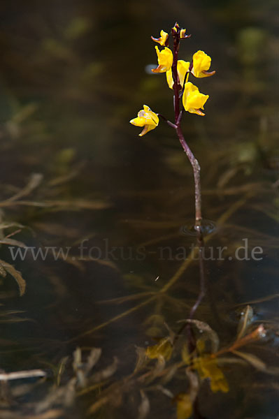 Verkannter Wasserschlauch (Utricularia australis)