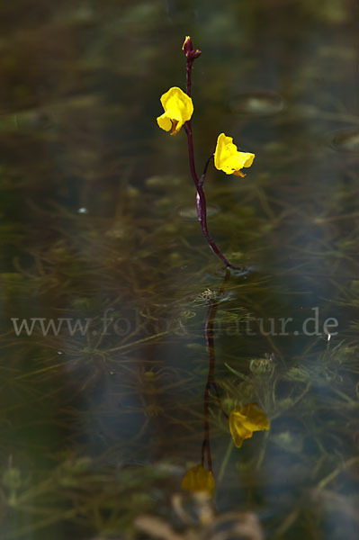 Verkannter Wasserschlauch (Utricularia australis)