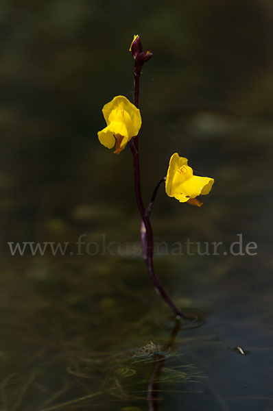 Verkannter Wasserschlauch (Utricularia australis)