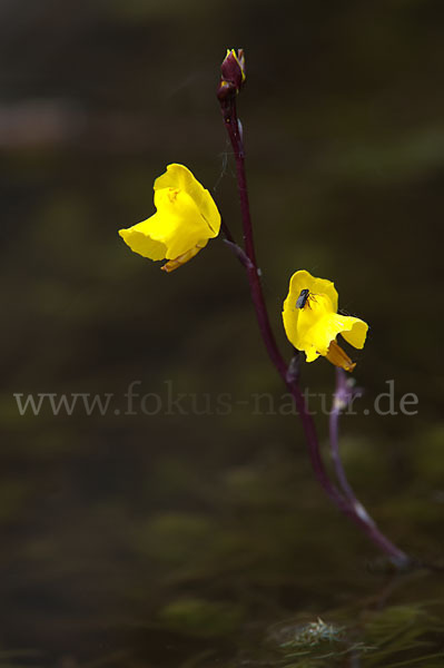 Verkannter Wasserschlauch (Utricularia australis)