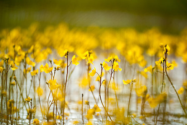 Verkannter Wasserschlauch (Utricularia australis)