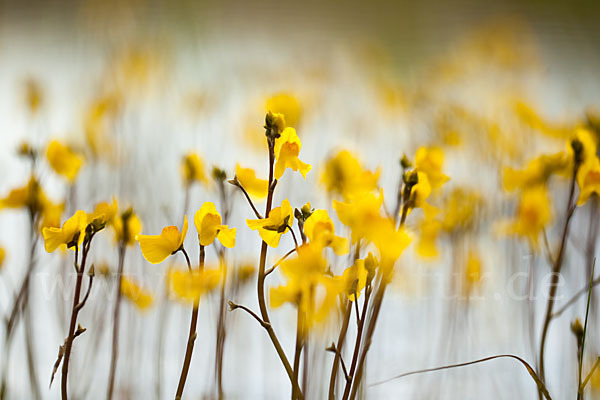 Verkannter Wasserschlauch (Utricularia australis)