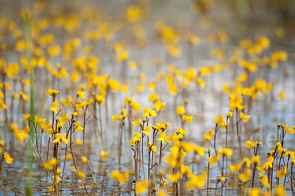 Verkannter Wasserschlauch (Utricularia australis)