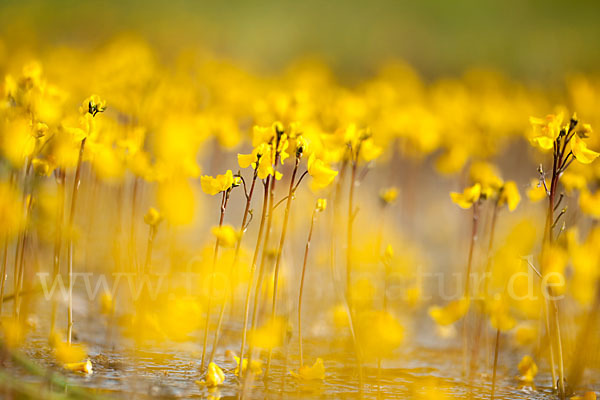 Verkannter Wasserschlauch (Utricularia australis)