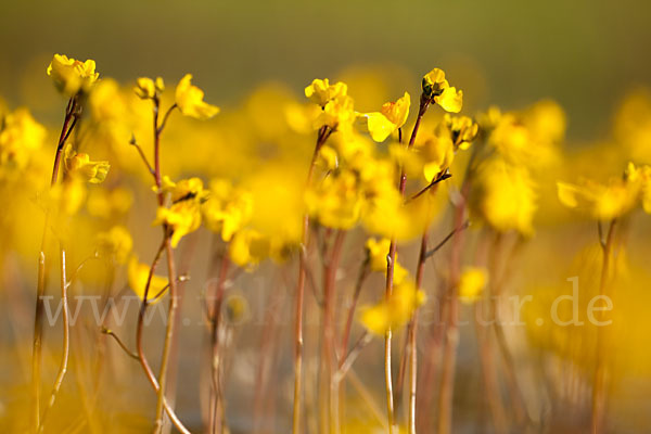 Verkannter Wasserschlauch (Utricularia australis)