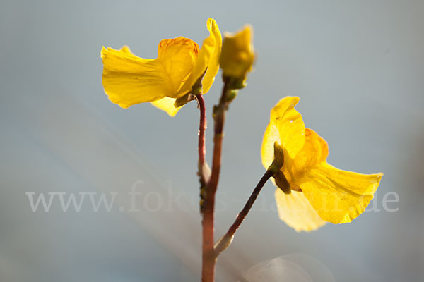 Verkannter Wasserschlauch (Utricularia australis)