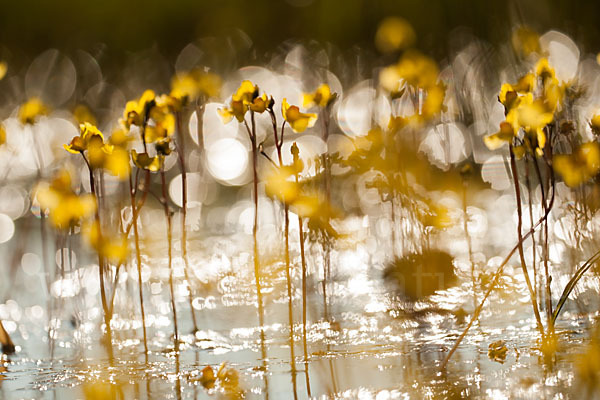 Verkannter Wasserschlauch (Utricularia australis)