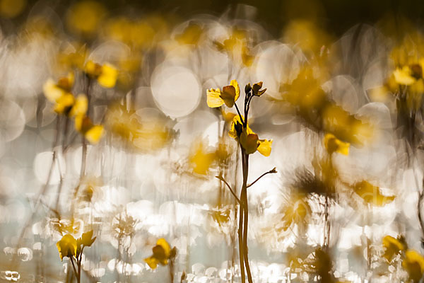 Verkannter Wasserschlauch (Utricularia australis)