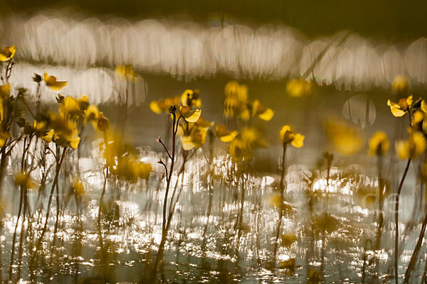 Verkannter Wasserschlauch (Utricularia australis)