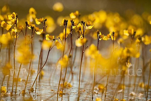 Verkannter Wasserschlauch (Utricularia australis)