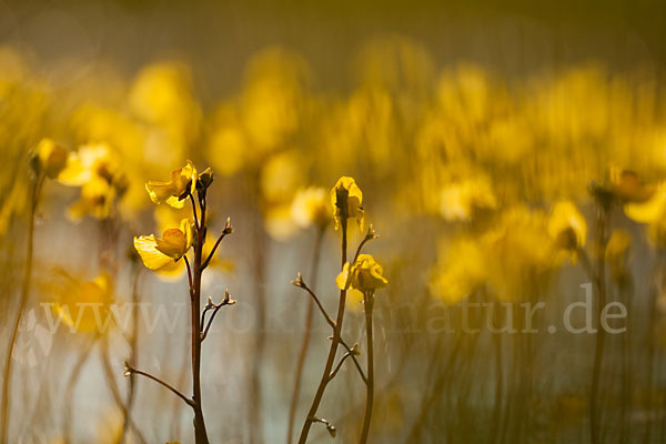 Verkannter Wasserschlauch (Utricularia australis)