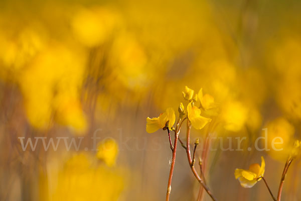 Verkannter Wasserschlauch (Utricularia australis)