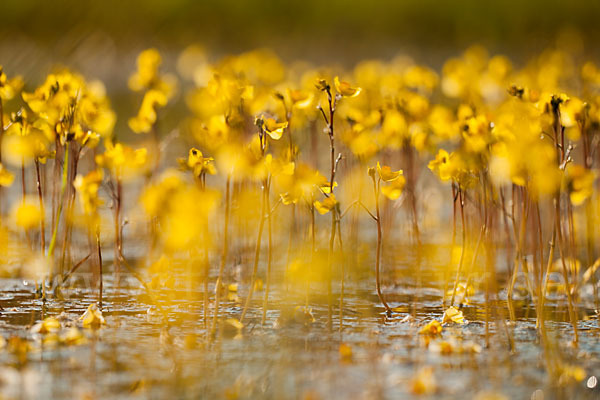 Verkannter Wasserschlauch (Utricularia australis)