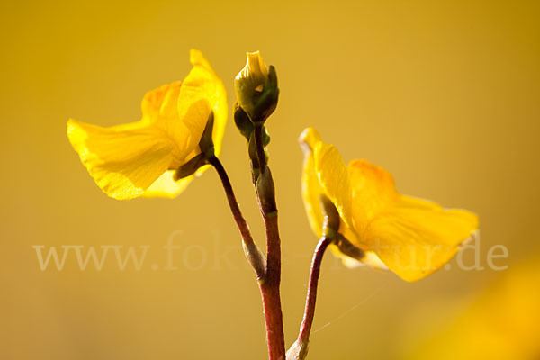 Verkannter Wasserschlauch (Utricularia australis)