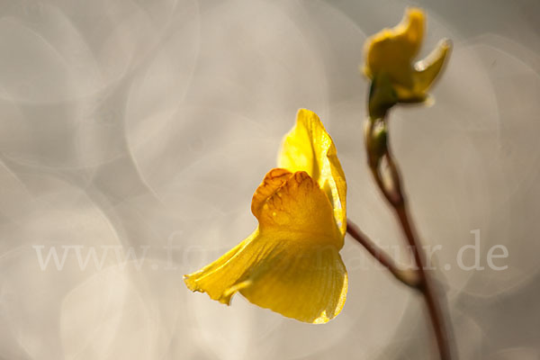 Verkannter Wasserschlauch (Utricularia australis)