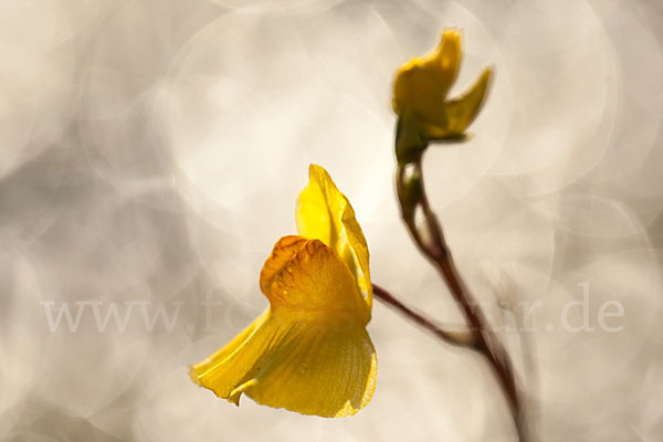 Verkannter Wasserschlauch (Utricularia australis)