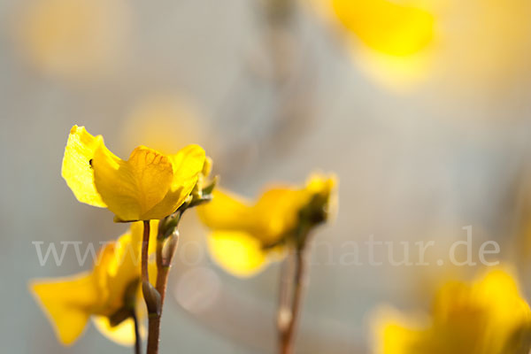 Verkannter Wasserschlauch (Utricularia australis)