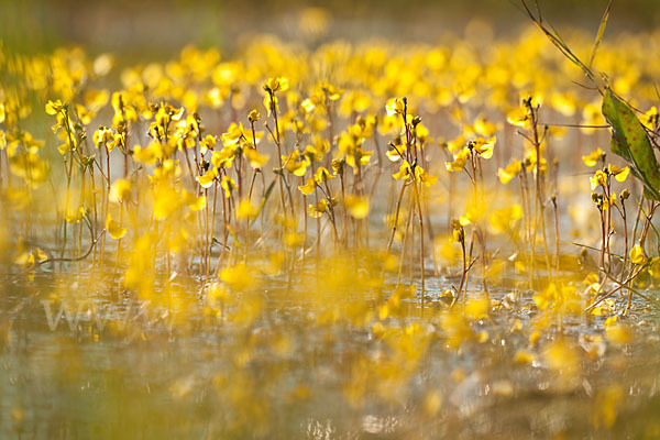 Verkannter Wasserschlauch (Utricularia australis)