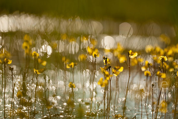 Verkannter Wasserschlauch (Utricularia australis)