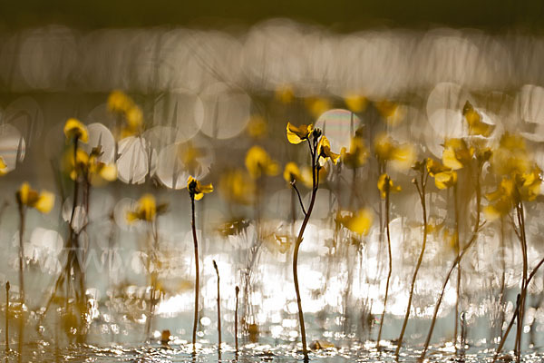 Verkannter Wasserschlauch (Utricularia australis)