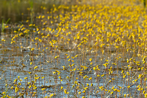 Verkannter Wasserschlauch (Utricularia australis)