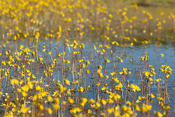 Verkannter Wasserschlauch (Utricularia australis)