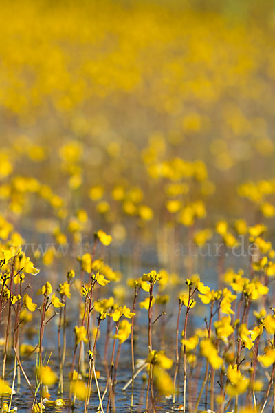 Verkannter Wasserschlauch (Utricularia australis)